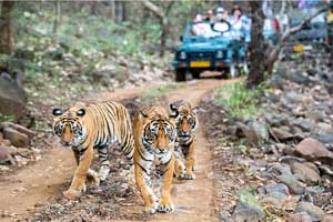 Jaipur Ranthambore Taxi Tour